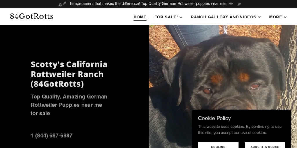 Dog Breeder Website Design 16 84 Got Rotts