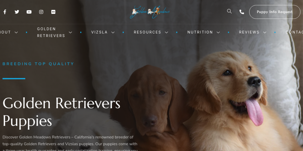 Dog Breeder Website Design 11 Golden Meadows Retrievers