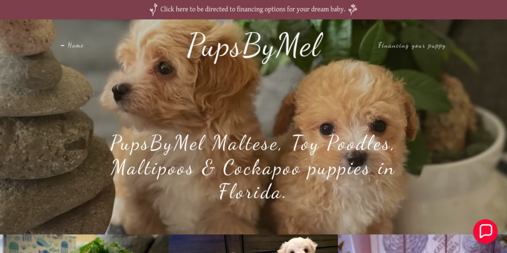 Dog Breeder Website Design 2 Pups By Mel