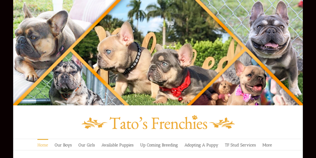 Dog Breeder Website Design 8 Tatos Frenchies
