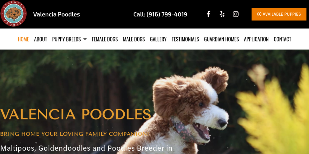 Dog Breeder Website Design 18 Valencia Poodles